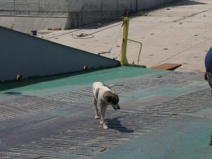 Ceaușescu der Hund
