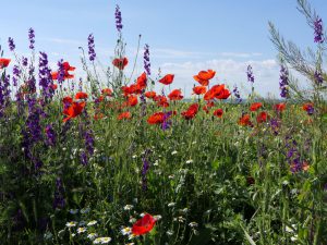 Wildblumen, wo Unkräuter nicht wachsen, lass Dich nicht nieder