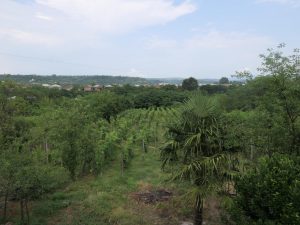 Aussicht in nden Garten, zu den Weinbergen