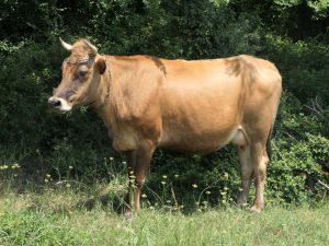 Das! georgische Rind - die Ruhe ansich