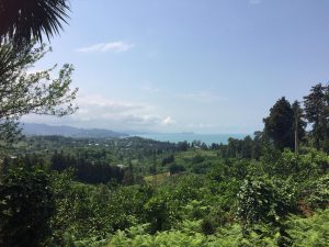 Dschungel hinter Batumi
